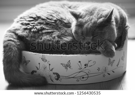 Black and white picture of a British Shorthair cat curled up sleeping on a cardboard cat bed with her tail hanging out of the seat in a house in Edinburgh City, Scotland, UK