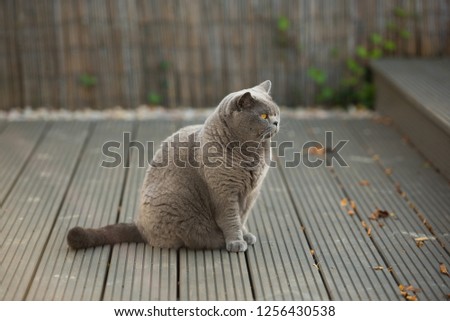A British Shorthair cat sitting on the decking area of a garden as she looks away in an attentive manner in a house in Edinburgh City, Scotland, UK