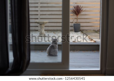 View of a zen garden through an open patio door from a bedroom in a house in Edinburgh City, Scotland, UK, with a British Shorthair cat sitting on the decking and a bird bath on the background