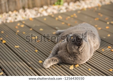 A British Shorthair cat lies in the decking of a garden in a house in Edinburgh City, Scotland, UK, as she looks up before rolling over yellow leaves on the ground