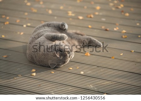 Playful British Shorthair cat upside down rolling over yellow leaves on a garden decking in a house in Edinburgh City, Scotland, UK