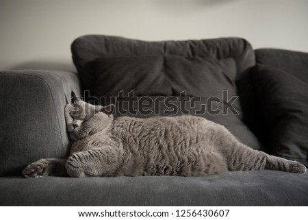 Lazy British Short Hair cat sleeping like a baby on a grey sofa with her face squashed against the arm rest, with her body stretched in a funny position in a house in Edinburgh City, Scotland, UK