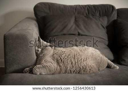 Lazy British Short Hair cat sleeping like a baby with her face squashed against  the arm rest of a grey sofa with her body stretched in a funny position in a house in Edinburgh City, Scotland, UK