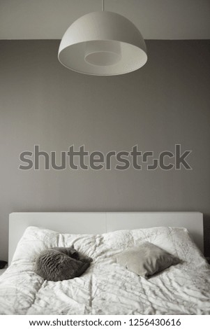 View of a modern bedroom interior where a cat lies curled up on a white bed next to a grey cushion under a white hanging lamp in a house in Edinburgh City, Scotland, UK
