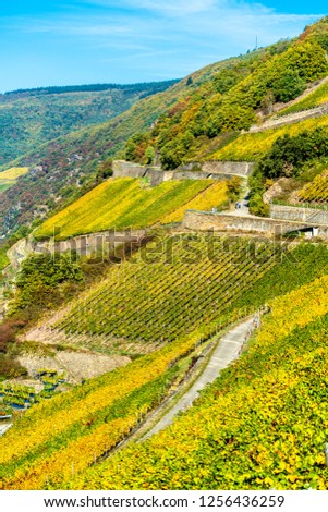 vineyards in the Upper Middle Rhine Valley in autumn. Germany