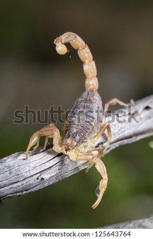 Close up view of a buthus scorpion (scorpio occitanus) in nature.