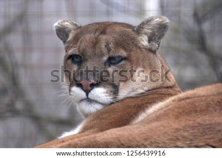 Cougar in zoo reclining