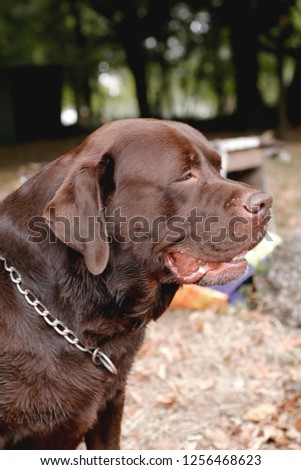 beautiful colorful photo of big old brown dog outside on sunny autumn day looking in something,enjoining and relaxing in park 