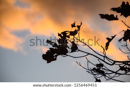 Sunset with Maple Leafs