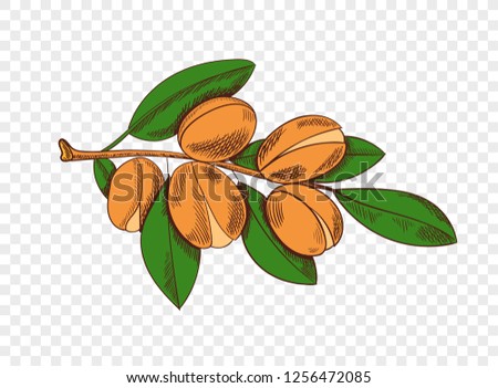 Vector Colored Argan Sketch, Colorful Plant Illustration Isolated on Light Transparent Background.
