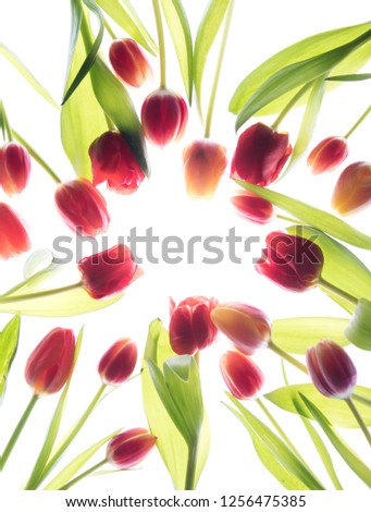 red tulips on the white background