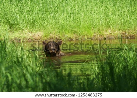 brown bear bathing in a pond in an isolated place in the wilderness of beautiful kamchatka