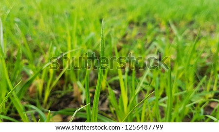 Landscape grass land 
