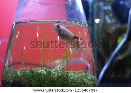 Aquascape and terrarium design with group of small fish in a small glass aquarium. Displayed for public. 
