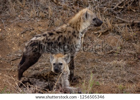 Hyena in south africa