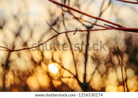 soft focus sunlight through branches without leaves. sunset