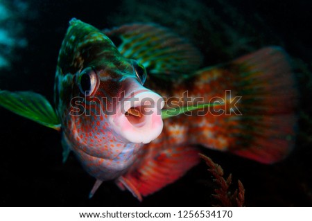 Atlantic wrasse fish 