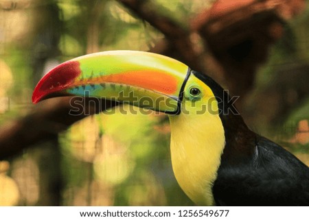 Close-up Keel-billed Toucan - local "bill bird", national bird of Belize