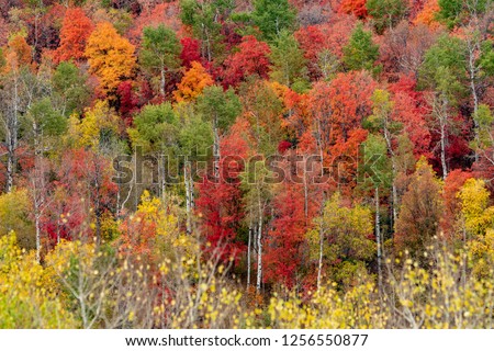 Colorful leaves on trees in Fall landscape