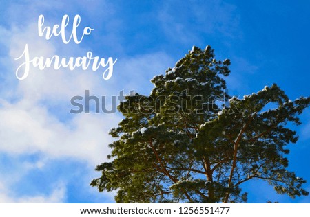 Hello January.Snowy tree in the winter forest against blue sky.Wintertime concept.Selective focus.