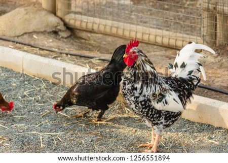 decorative rooster with bright colorful plumage in freedom