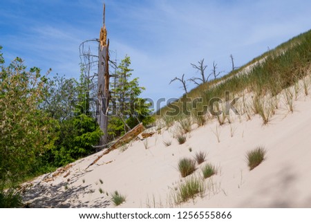 Shifting sand dunes that cover the forest in the Slowinski National Park. Czolpino, Leba, Poland.