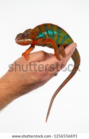 Panther Chameleon on persons hand against white backgroud