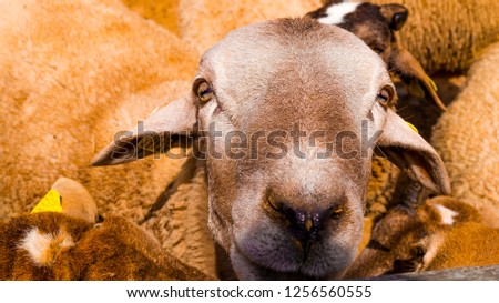 Sheep face close up