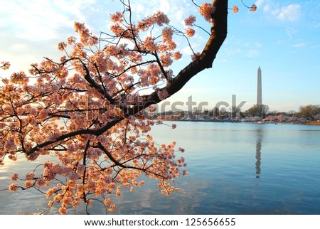 Cherry Blossom in Washington DC, USA