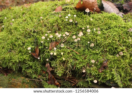 small mushrooms on moss