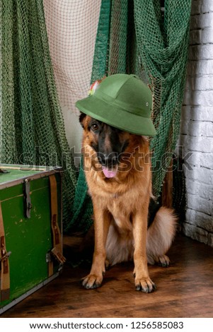 Funny German shepherd found the treasure. A dog in gear is going to hunt. Traveling with a dog