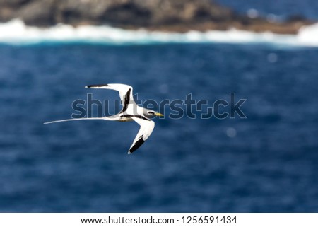 Yellow-billed Tropicbird (Phaethon lepturus) flying over the Pacific ocean near Galapagos Islands, beautiful white bird with sea and cliffs in background, elegant bird with long tail, marine bird Royalty-Free Stock Photo #1256591434