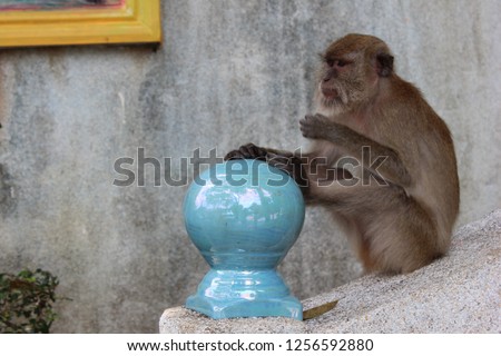 Young macaque chilling at the entrance on Tiger Cave Temple, Krabi (Wat Tham Sua, genus Macaca)