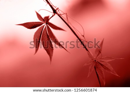 Two leaves with bokeh in color of living coral