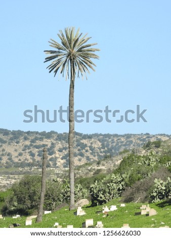 Beautiful palm tree on sunny day near to Agadir city -Morocco 