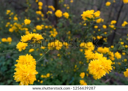 Wild yellow flower with green background 