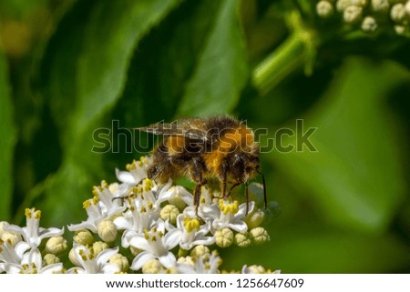 Bee macro in green natüre - Stock Image