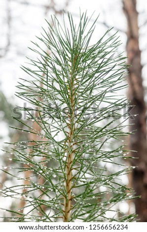 Spruce branch. Coniferous branch. Conifer needles with droplets. Coniferous texture.