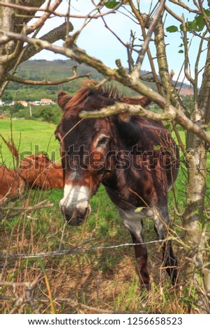 An image of a beautiful donkey behind a fence and trees