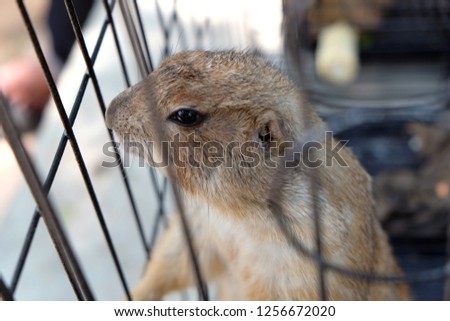 Black-tailed prairie dog in zoo cage