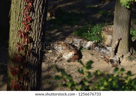 Beautiful Hyenas Crocuta Crocuta Resting and Sleeping