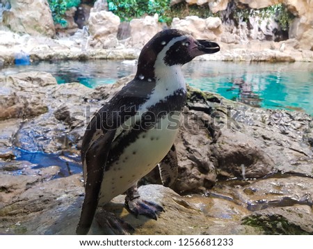 Lonely Penguin stands on the rocks watching his companions and tourists. Picture taken in Loro Parque de Tenerife.  