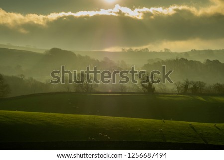 Yorkshire Dales, Grass, Sheep, Mist Morning