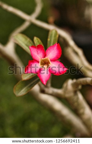 This flower has no relationship at all with the Cambodian state because this flower turns out to come from Central America.