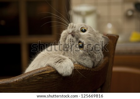 Close-up of the cat is played. Naughty cat's look. Cat british shorthair in funny pose.