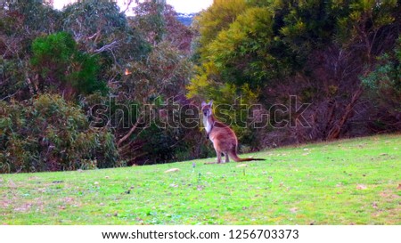 Kangaroo in South Australia