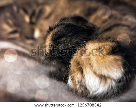Cat's paws close-up on the background of sleeping cat face. Red–brown-black motley color. Photo brings warmth and comfort, dignity and elegance, magical mood. Cat hind legs in the form of two balls.