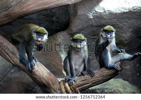 three Redtail  monkeys  (black-cheeked white-nosed monkey, red-tailed guenon) Cercopithecus ascanius group portrait  sitting on tree trunk at zoo
 Royalty-Free Stock Photo #1256712364