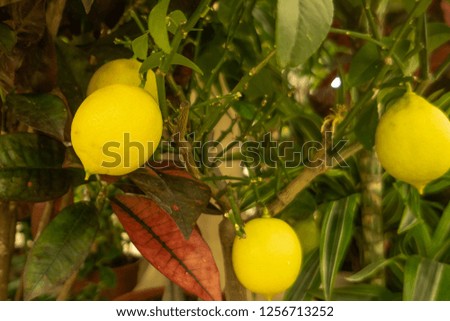 A large bright yellow lemon hanging on a branch with green leaves on a windowsill in the room