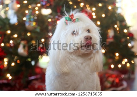 Christmas dog. A beautiful white dog with a Christmas tree out of focus in background.